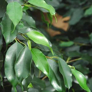 Pour vos projets:Ficus. Le pot Ø 21 cm