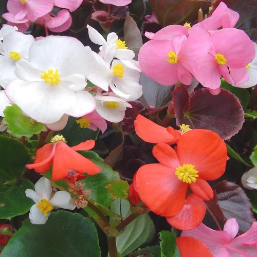 Pour valoriser votre jardin：Begonia. La cagette de 24 plants