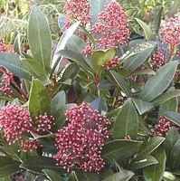 Pour aménager vos extérieurs:Skimmia - Le pot de 6 litres