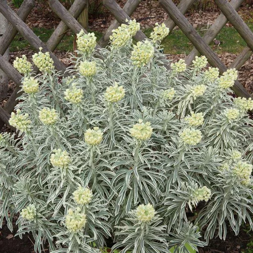 Solution nature:Agapanthe bleue en pot de 4 L