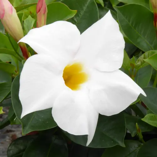 Simple au jardin:Dipladenia Blanc. Le pot de 9x9 cm