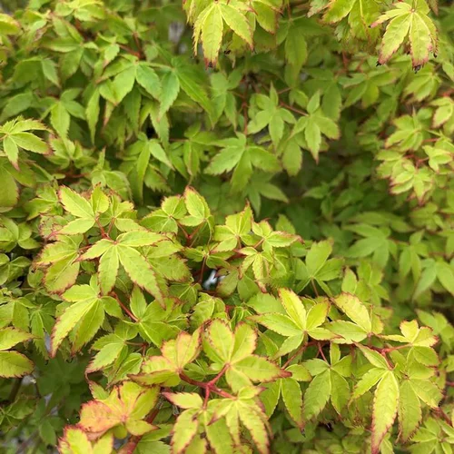 Le compagnon du jardin:Érable du Japon Crimson Princess 1/4 tige 100. Le pot de 15 litres