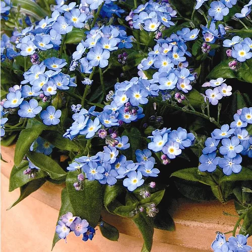 Un plus pour vos extérieurs：Myosotis Myomark - Le pot de 1 litre