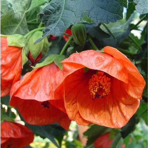Extérieur déco:Abutilon - Le pot de 2,5 litres
