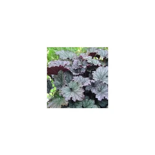 Au service de votre jardin：Heuchere - La coupe de 27 cm