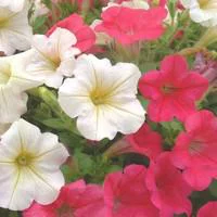Style nature：Pétunia retombant. Le pot de 3 litres