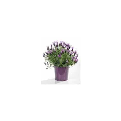 Idée pratique：Lavande Papillon - Le pot de 2,5 litres