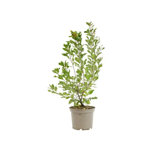 Les indispensables du jardin:Amelanchier Ovalis – 3 L