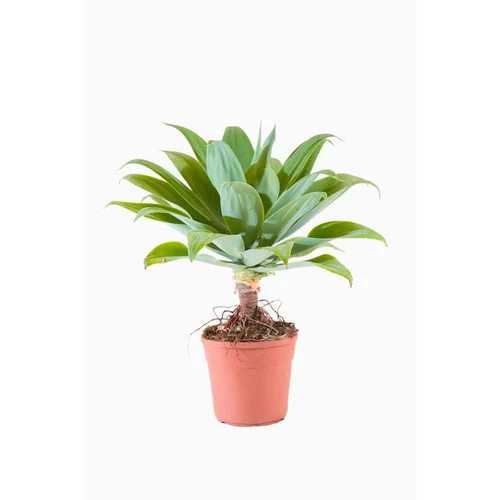 Déco jardin:Agave Attenuata (Agave à cou de cygne) en pot de 9 L vert