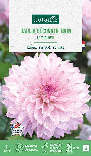 Extérieur adapté:Bulbe de fleurs Dalhia décoratif nain Le Thoureil botanic® - 1 bulbe