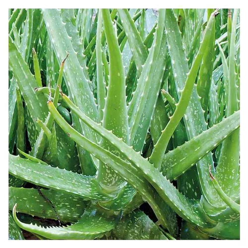 Jardin & déco:Aloe vera de Cuba - Le pot de 9 x 9 cm