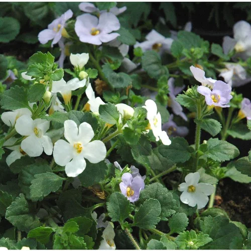 Choix au jardin:Mélange de Bacopa (Sutera cordata) à fleurs multicolores - Le pot de 0,7 litre