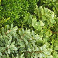 Jardin et pratique:Hebe - Le pot de 10,5 cm