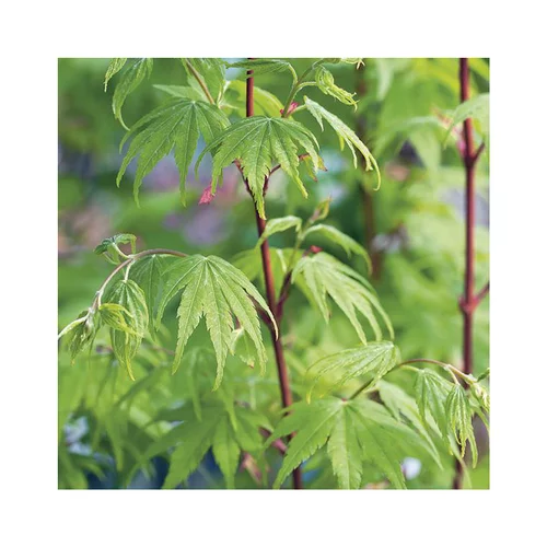 Utile dehors:Erable du Japon (ACER PALMATUM SANGO KAKU ) Le pot de 80 litres