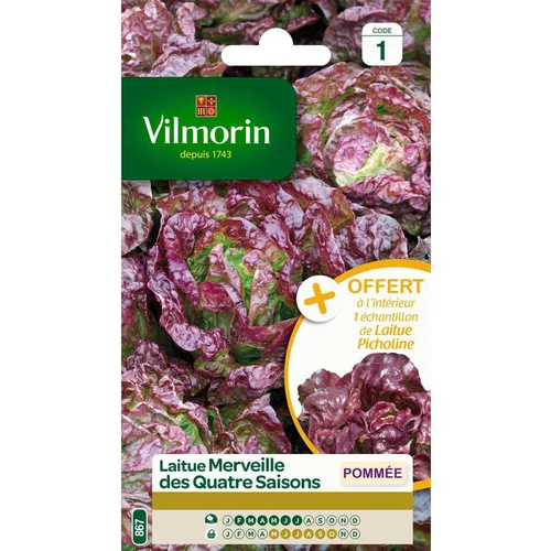 Indispensable au jardin：Graines de laitue merveille des quatre saisons Vilmorin - graines à semer