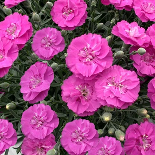 Confort jardin:Oeillet nain rose violacé - Le pot de 9 cm