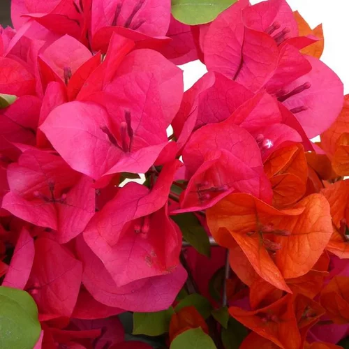 Tendance au jardin：Bougainvillier en touffe – Pot de 2L