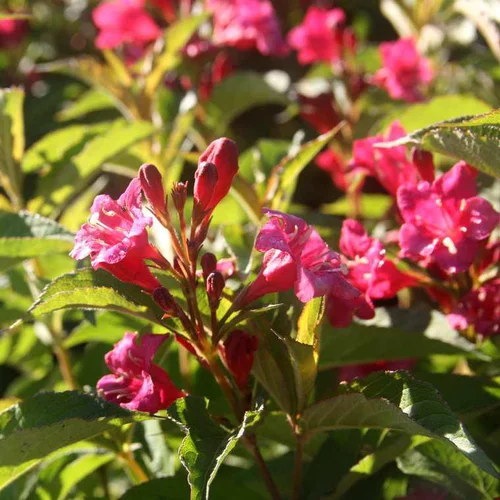 Simple pour le jardin：Weigela Bristol Ruby rouge. Le pot de 3 litres