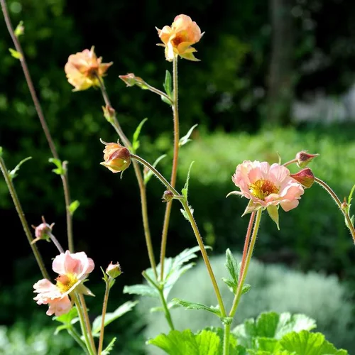 Pour vos moments au jardin:Geum cocktail Mai Tai orange en pot de 2 L