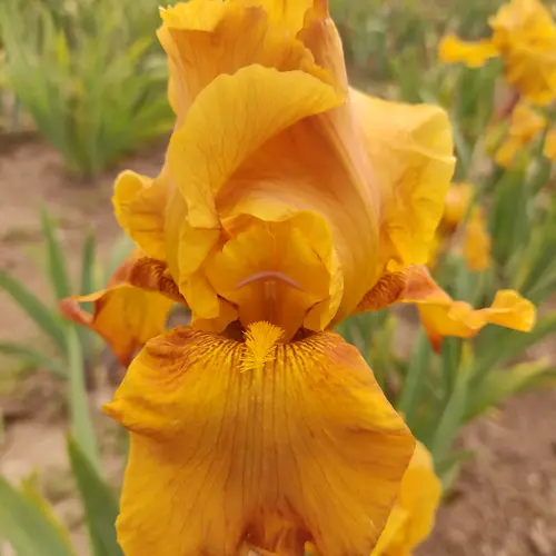Pour un jardin bien organisé：Iris des jardins Orange Gem - Le pot de 2 litres