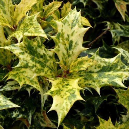 Utile pour le jardin:Osmanthus Burkwoodii extra en pot de 10 L