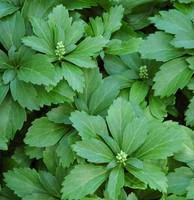 Jardin & équipement:Pachysandra Terminalis - Le pot de 2 litres