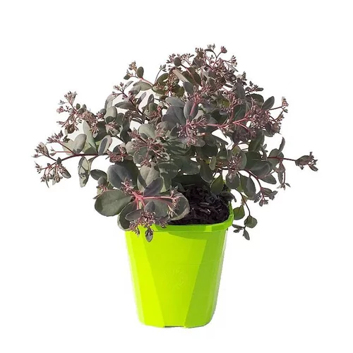 Tendance jardin：Sedum X Plum Dazzled - Le pot de 2 litres