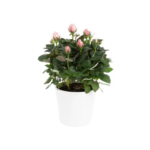 Pour compléter votre espace extérieur：Rosier Amorosa Infinity Ø14 X H35 cm