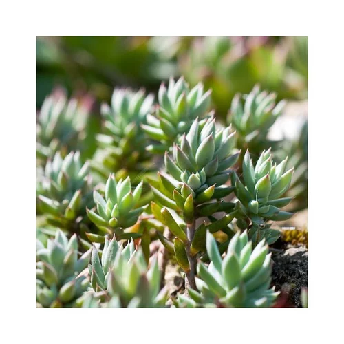 Pour votre jardin:Sédum dit Orpin - Le pot de 2 litres