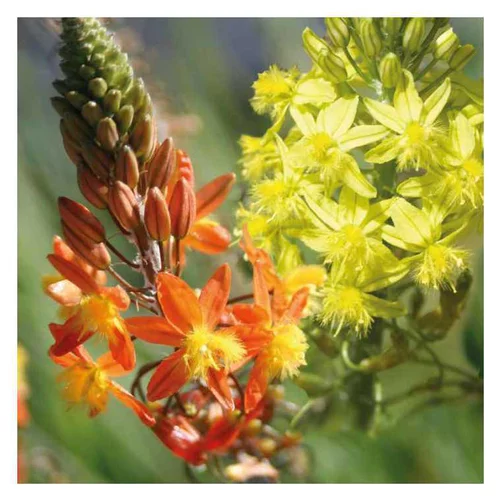 Jardin durable：Bulbine - Le pot de 9 x 9 cm