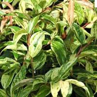 Vie au jardin：Leucothoe rouge. Le pot de 1 litre