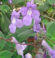 À découvrir au jardin：Streptocarpus - La suspension de 23 cm