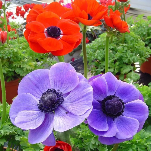 Un indispensable au jardin：Anemone Coronaria Bleu. Le pot de 17 cm