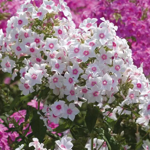 Confort nature:Phlox Paniculata Rose Vif - Le pot de 9 x 9 cm