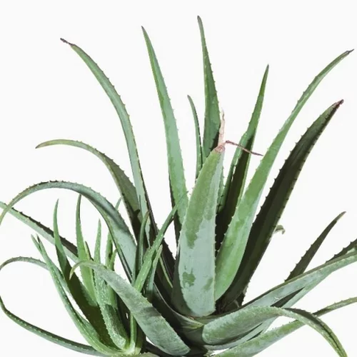 Bien pour le jardin:Aloe Vera Bio - Le pot de 9 cm