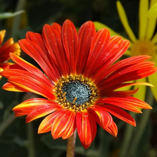 Malin jardin：Arctotis. Le pot de 14 cm