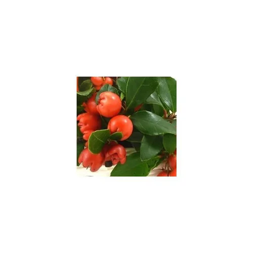 Jardin et solutions:Gaultheria à baies rouges - Le pot en bois avec guirlande LED