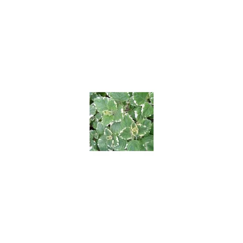 Qualité extérieur：Plectranthus - Le pot de 10.5 cm