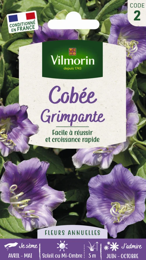 Côté jardin：Cobée grimpante Vilmorin - graines à semer