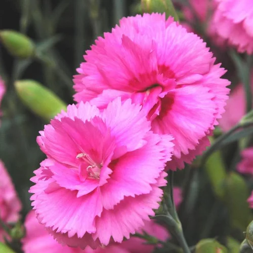 Esprit jardin:Œillet nain - Le pot Theo de 4,5 litres