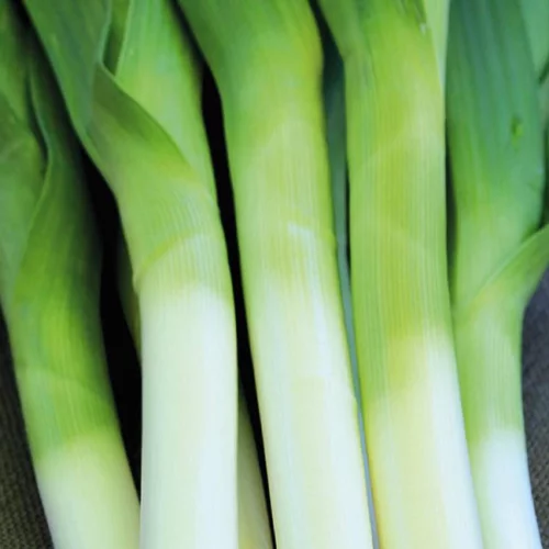 Le choix pour le jardin：Poireau Hannibal Bio. Le pot de 1 litre