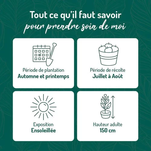 Bien pour le jardin：Framboisier Magnific Delbard®. Le pot de 2 litres