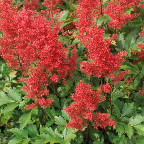 Bien utile au jardin：Astilbe Arendsii etna - Le pot de 9 x 9 cm