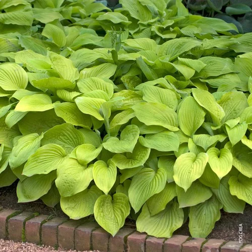 Jardin maison:Hosta August Moon vert botanic®. Le pot de 2 litres