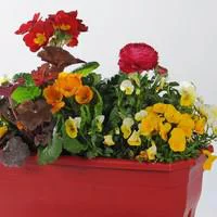 Au service de votre jardin：Jardinière variée - La jardinière de 50 cm