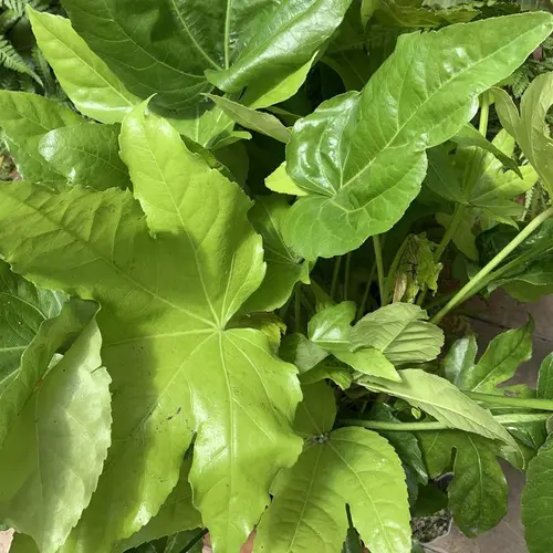 Style extérieur:Aralia du Japon vert. Le pot de 10 litres