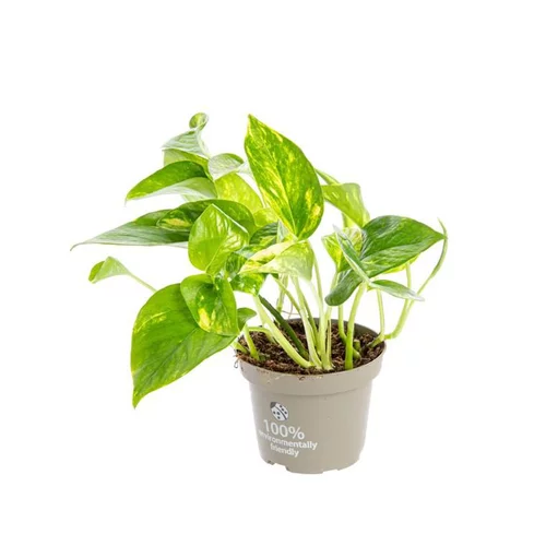 Déco jardin：Pothos Aureus. Le pot Ø 12 cm