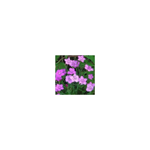 Idéal pour vos extérieurs：Dianthus Deltoides - Le pot de 1 litre