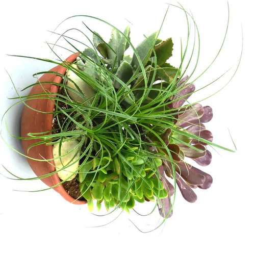 Pour valoriser vos extérieurs：Plantes Grasses Terre Cuite - La coupe de 28 cm