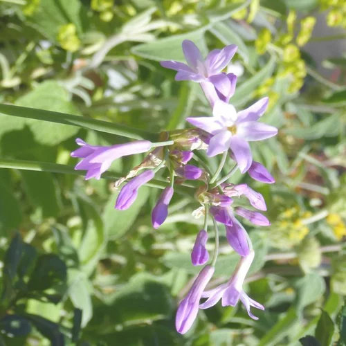 Extérieur équipement:Tulbaghia Kilimanjaro - Le pot de 1 litre